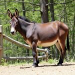 Karachi Commuters Struggle as Rickshaw Ban Takes Effect on Key Routes